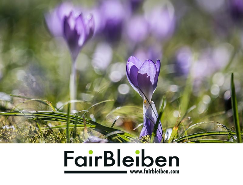 Frühlingsblumen mit FairBleiben Logo